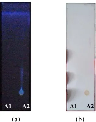 Fig 1. Identification of Flavonoids in Extract Seeds of Glycine max Detam I varieties with (a) UV ray 365 nm produces blue fluorescence and   (b ) Reagent ammonia vapor           A1 : spot of Genistein ( Sigma )                   A2 : spot of  methanol extract of Glycine max Detam I varieties  