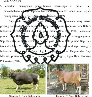 Gambar 1. Sapi Bali jantan 