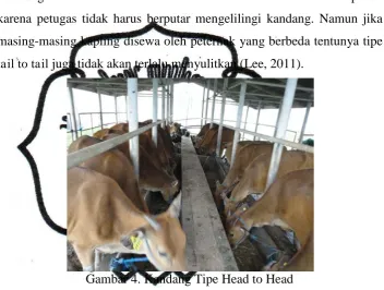 Gambar 4. Kandang Tipe Head to Head  
