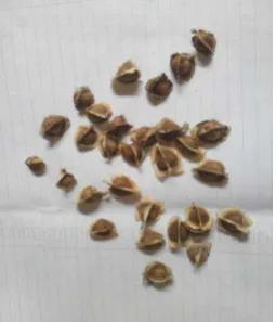 Figure 1. Kelor seeds 