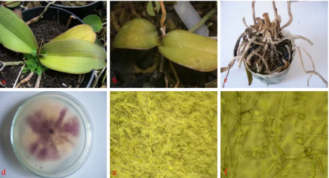 Gambar 1.   Layu Fusarium pada tanaman Phalaenopsis dan bentuk morfologi F. oxysporum (Fusarium 