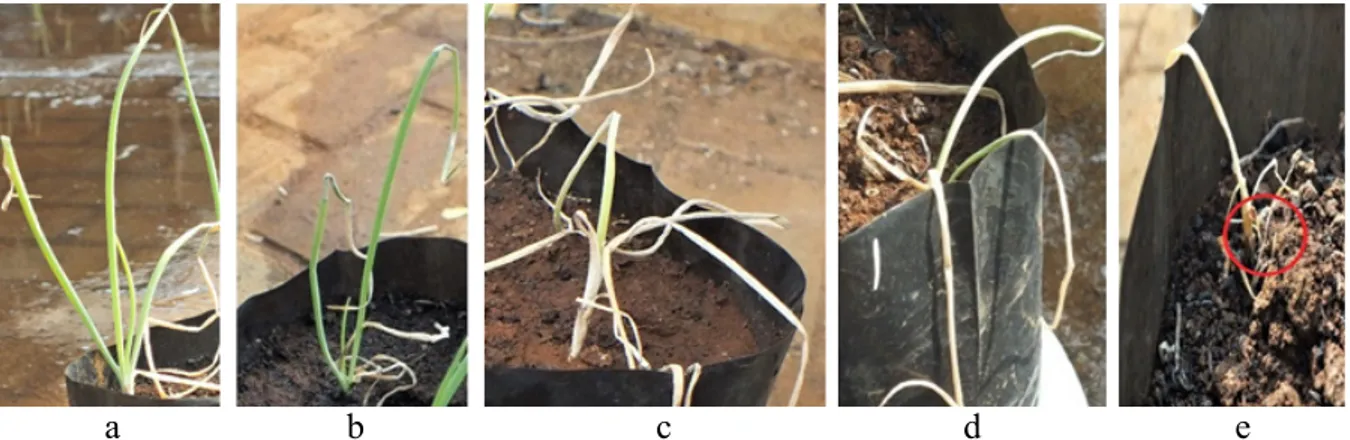 Tabel 2  Pengaruh kolonisasi perlakuan mikoriza arbuskular dan cendawan endofit pada akar bawang  merah 