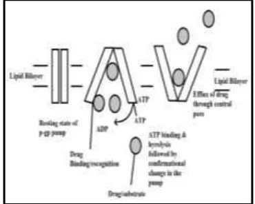 Gambar 1. Mekanisme efluks obat melalui pori utama pada pompa p-glikoprotein (Chakraborty and Ramakrishnan, 2016)