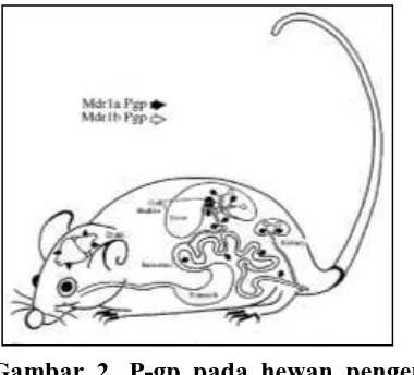 Gambar 2. P-gp pada hewan pengerat 