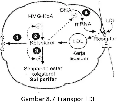 Gambar 8.8 Transpor HDL 