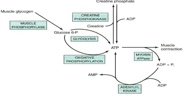 Gambar 7.10 Sumber ATP dalam Otot 