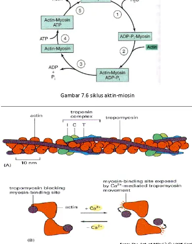 Gambar 7.6 siklus aktin-miosin 