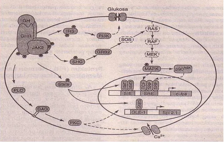 Gambar 5.3 Reseptor growth factor 