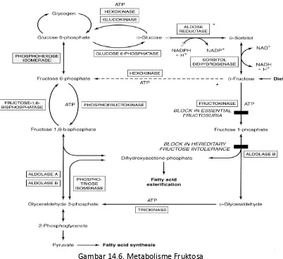 Gambar 14.6. Metabolisme Fruktosa 