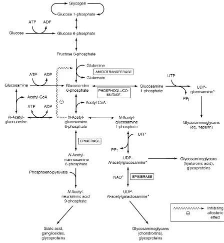 Gambar 14.11. Metabolisme Gula-amino 