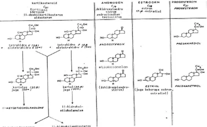 Gambar 13.13. Biosintesis hormone-hormon sex 