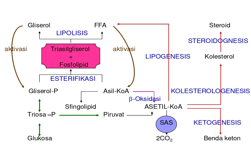 Gambar 12B. 1 Jalur metabolisme Lemak 