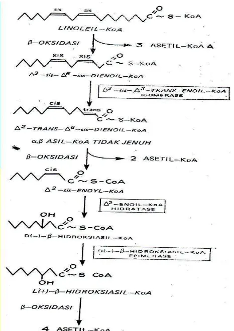 Gambar 12.7 Oksidasi asam lemak tidak jenuh 