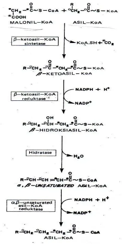 Gambar 12.8 Pembentukan asam lemak jenuh melalui sistem mikrososm 