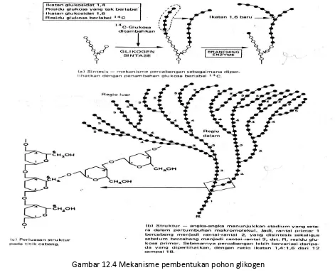 Gambar 12.6 Mekanisme hidrolisis glikogen 