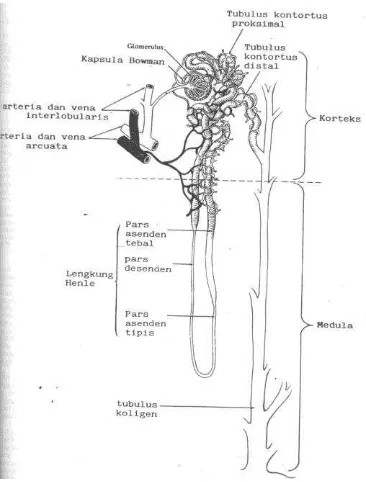 Gambar 11.1 Struktur glomerulus 