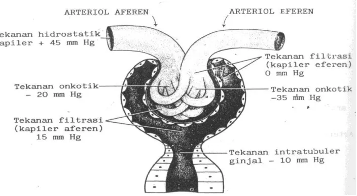 Gambar Atriol Aferent dan Eferent 