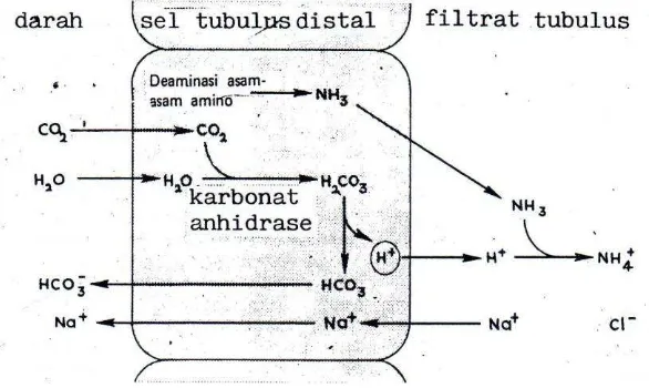 Gambar 11.5 Mobilisasi ion hidrogen dalam tubulus proksimal 