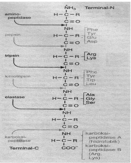 Gambar 10.6 Reaksi autokatalisis pepsin 