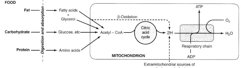 Gambar 9A.1 Struktur membran mitokondria 