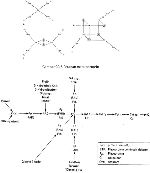 Gambar 9A.6 Peranan metaloprotein 