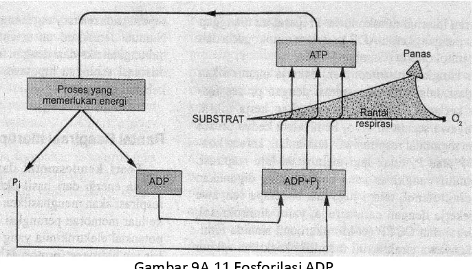 Gambar 9A.10 Pengendalian Respirasi Mitokondria A. Status 4 diberi ADP terjadi reaksi fosforilasi menjadi ATP akibatnya pemutusan rangkaian uncoupler menjadi status 4 B