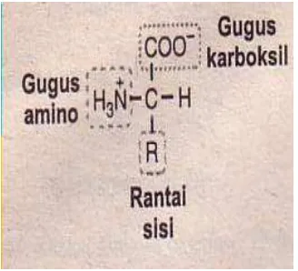 Gambar 3B.1 Struktur umum asam amino 