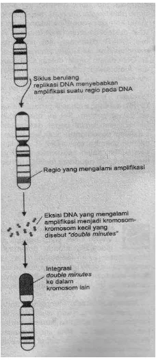 Gambar 3A.5 Amplifikasi gen 