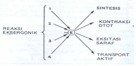 Gambar 2B.4 Ikatan Energi Tinggi 