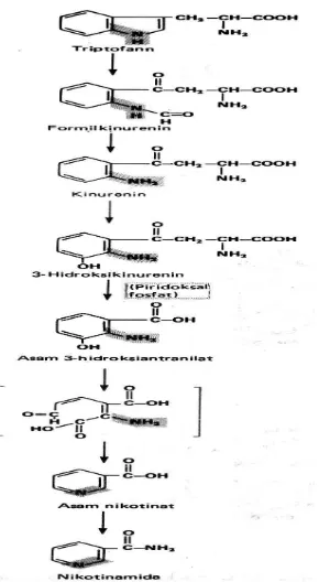 Gambar 1A.12 Sintesis nikotinamida dari triptofan  