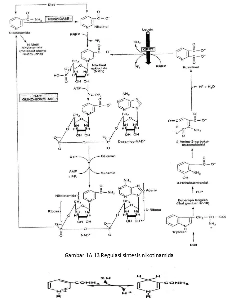 Gambar 1A.13 Regulasi sintesis nikotinamida 
