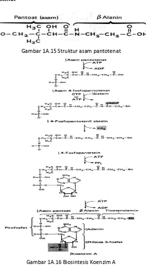 Gambar 1A.15 Struktur asam pantotenat 