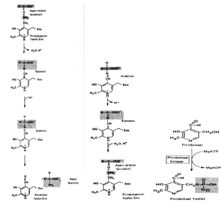 Gambar 1A.19 Sintesis Piridoksal fosfat 