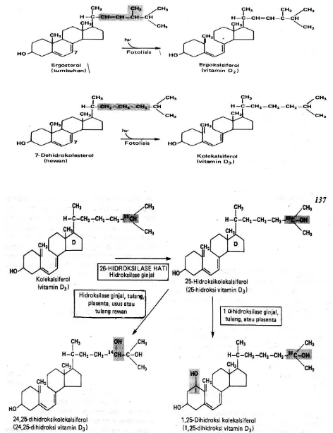 Gambar 1A.4 Sintesis Vitamin D dari Provitamin 