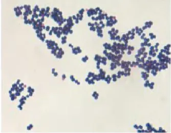 Gambar 2 Staphylococcus aureus (Todars 2008c) manusia yaitu demam enterik (demam typoid), bakteremia  dengan luka fokal dan enterokolitis