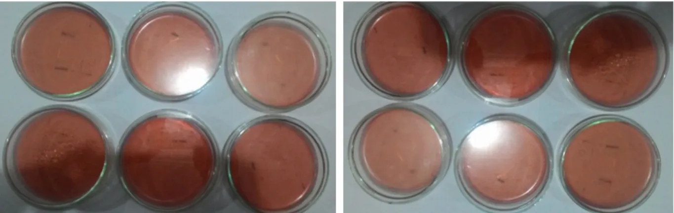 Gambar 2. Interpretasi hasil pertumbuhan bakteri Salmonella sp. pada media SSA, tidak ada pertumbuhan koloni berwarna merah dengan titik hitam di tengah