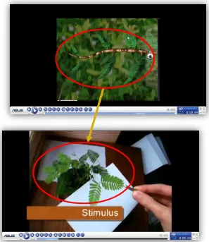 Gambar 5 Video Seismonasti sebelum (atas) dan sesudah (bawah) perbaikan   