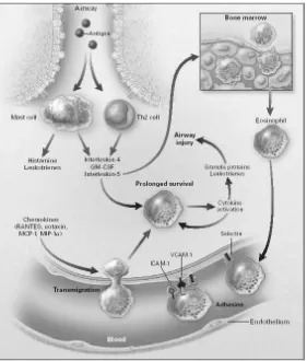 Gambar 5. Diffrensiasi eosinofil, menstimulasi pelepasan eosinofil dari sumsum tulang ke dalam sirkulasi perifer 