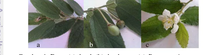 Gambar 1  Daun (a), buah (b) dan bunga (c) Prunus avium 