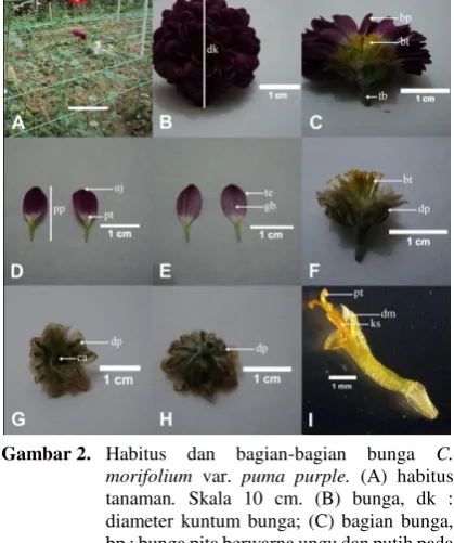 Gambar 2. Habitus 