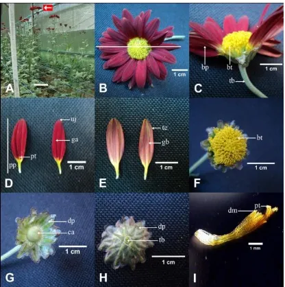 Gambar 5. Habitus dan bagian-bagian bunga C. morifolium var. stroika. (A) habitus tanaman.Skala 10 cm