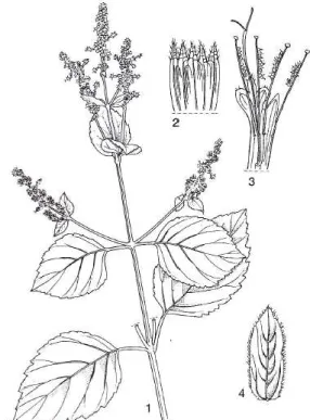 Gambar  1.  Pogostemon  cablin  (Blanco)  Benth  1.  Cabang  yang  berbunga;  2.  Permukaan dalam dari kalik yang dibelah; 3