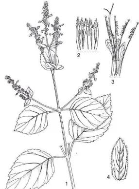 Gambar  1.  Pogostemon  cablin  (Blanco)  Benth  1.  Cabang  yang  berbunga;  2.  Permukaan dalam dari kalik yang dibelah; 3