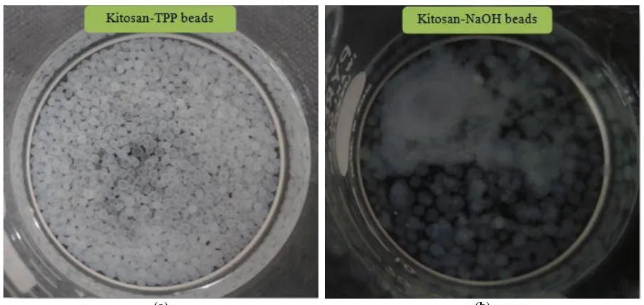 Gambar 1.  Reaksi 1: Reaksi proses pembentukan kitosan beads [5] 