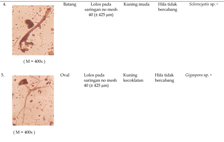 Tabel 5. Kepadatan spora MVA di tanah salin hutan pantai Nepa, Sampang, Madura  No.  Jenis Tanaman Inang  Infeksi 