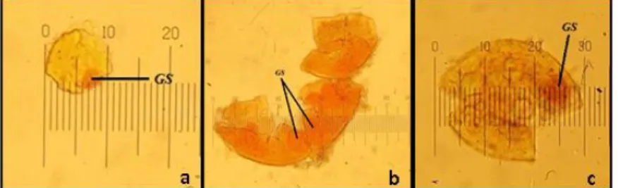 Gambar 5. Bentuk Spora Scutellospora pada perbesaran; (a). 100x, (b) &amp; (c). 400x, hasil  pewarnaan dengan melzer’s reagent 