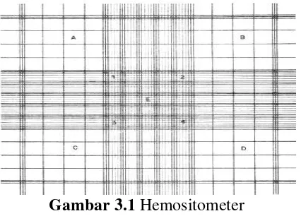 Gambar 3.1 Hemositometer 