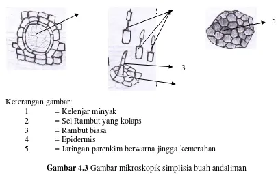 Gambar 4.3 Gambar mikroskopik simplisia buah andaliman 