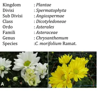 Gambar 2.1 C. morifolium Ramat. (A) var. tirta ayuni (B)  var. puspita nusantara 