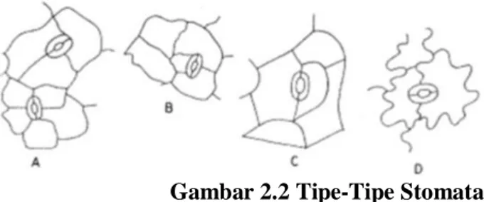 Gambar 2.2 Tipe-Tipe Stomata 